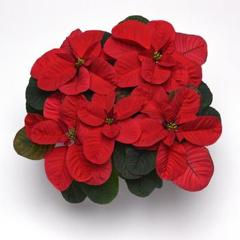Euphorbia pulcherrima Christmas Mouse® 'Red'