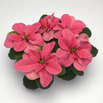 Euphorbia pulcherrima Christmas Mouse® 'Pink'