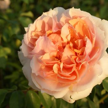 Rosa Sunbelt® 'Soul Sister™'