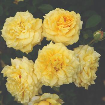 Rosa Sunbelt® 'Tupelo Honey™'