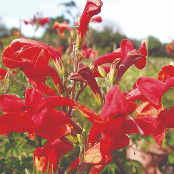 Tecomaria 'Riot Red®'