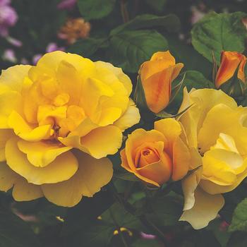Rosa Tequila® 'Gold'