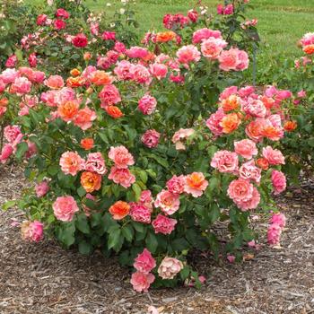 Rosa Tequila® 'Supreme' PP21271