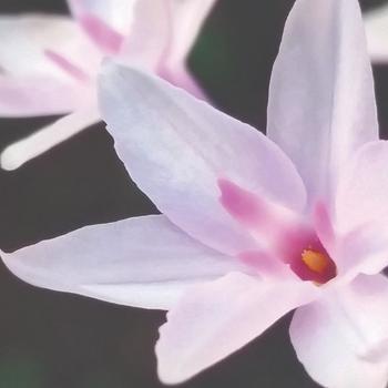 Tulbaghia 'Ashanti'