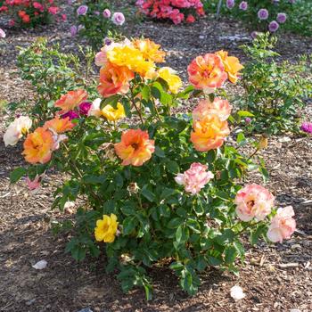 Rosa Veranda® 'Fiesta'