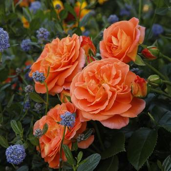 Rosa 'KORfloci109' PP29399