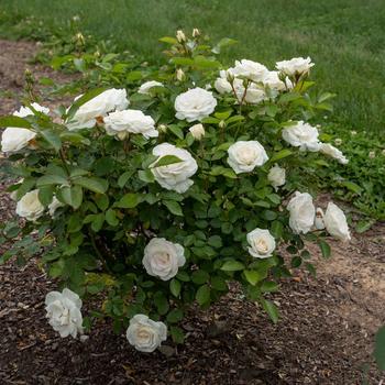 Rosa Veranda® White