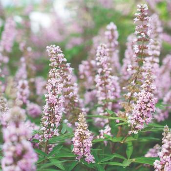 Vitex agnus-castus 'Pink Pinnacle™'