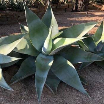 Agave guiengola