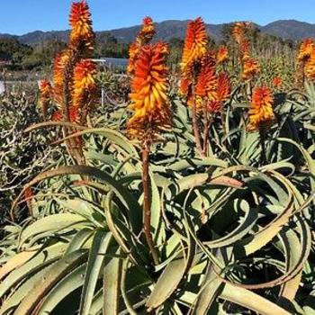 Aloe 'Birds And Bees' 