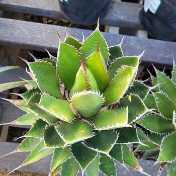 Agave horrida