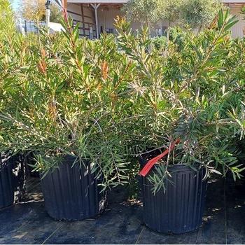 Callistemon viminalis