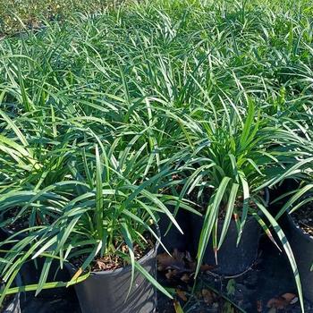 Liriope muscari 'Super Blue' 