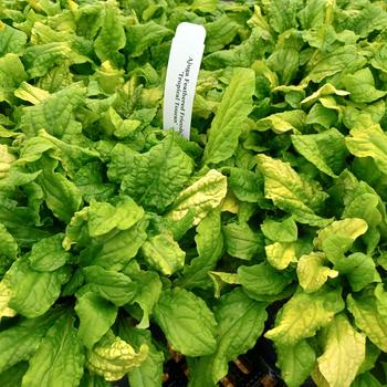 Ajuga reptans 'Golden Glow' 