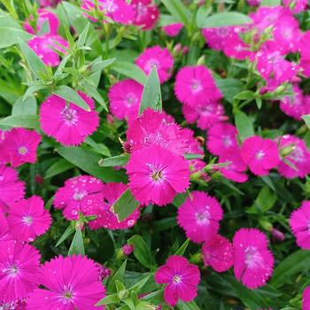 Dianthus chinensis x barbatus