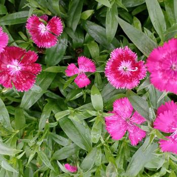 Dianthus chinensis x barbatus