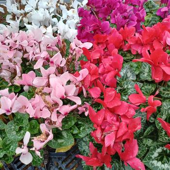 Cyclamen persicum