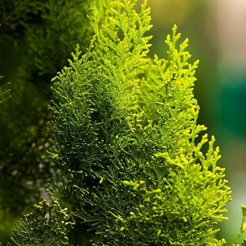 Thuja occidentalis 'IslPrim' 