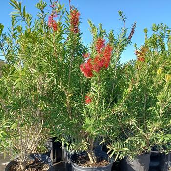 Callistemon rigidus 'Red Cluster' 