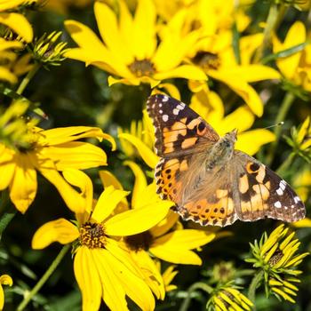 Helianthus salicifolius 'Autumn Gold' 