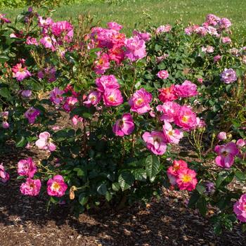 Rosa 'Radshining' PP28993