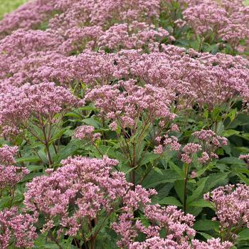 Eupatorium purpureum Euphoria™ 'Ruby'