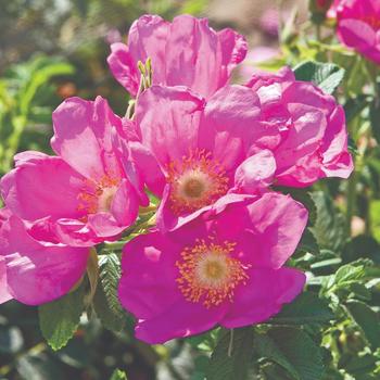 Rosa 'Raspberry Rugostar®'