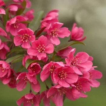 Malus 'Red Barron' 