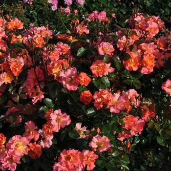 Rosa Kolorscape® 'Firecracker™'