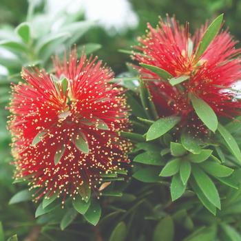 Callistemon viminalis 'Dragon Fire™'