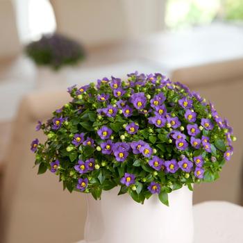 Exacum affine 'Princess Deep Blue' 