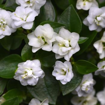 Exacum affine 'Jupiter White' 