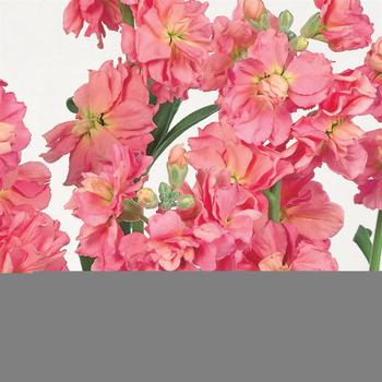 Matthiola incana 'Quartet Deep Apricot'