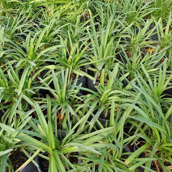 Agapanthus africanus