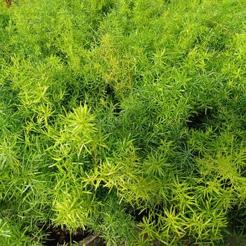 Asparagus densiflorus