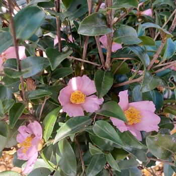 Camellia sasanqua 'Maiden's Blush' 