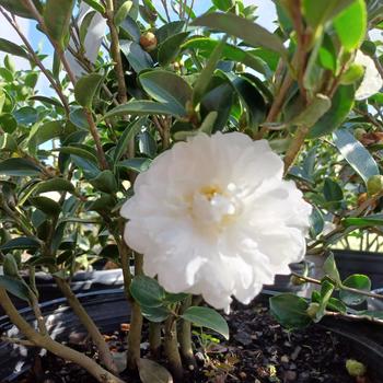 Camellia sasanqua 'Snow on the Mountain' 