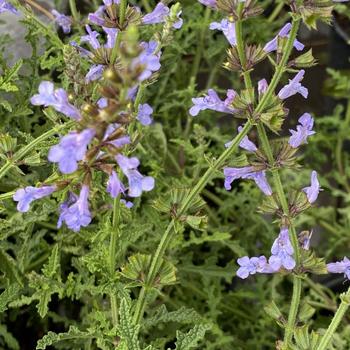 Salvia 'Savannah Blue' 