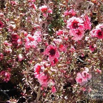 Leptospermum scoparium 'Gaiety Girl' 