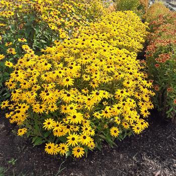 Rudbeckia fulgida var. sulivanttii 'Goldblitz'