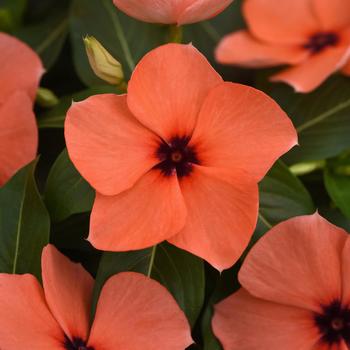 Catharanthus roseus Tattoo™ Orange