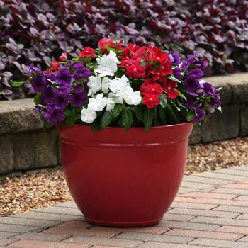 Catharanthus roseus Tattoo™ 'American Pie Mix'