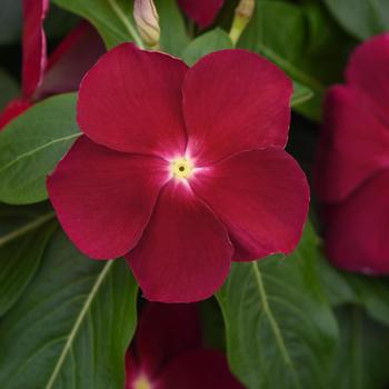 Catharanthus roseus 'Cranberry' 