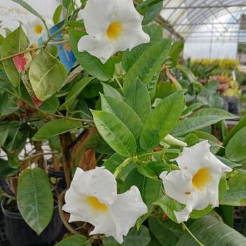 Mandevilla 'Sunparacoho' PP22695