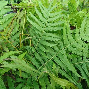 Dryopteris normalis