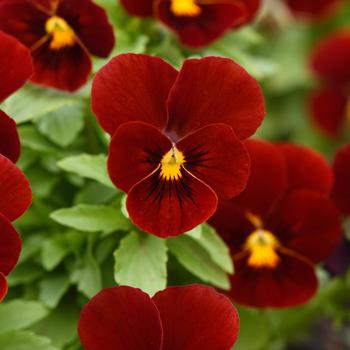 Viola cornuta 'Red' 
