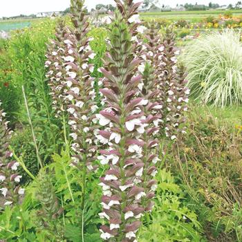 Acanthus spinosus x mollis 'Morning Candle' 