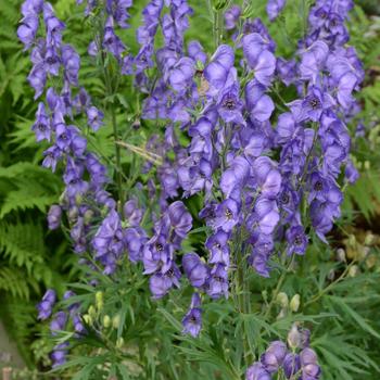 Aconitum fischeri