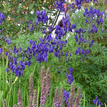 Aconitum napellus