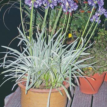 Agapanthus africanus 'Silver Moon' 